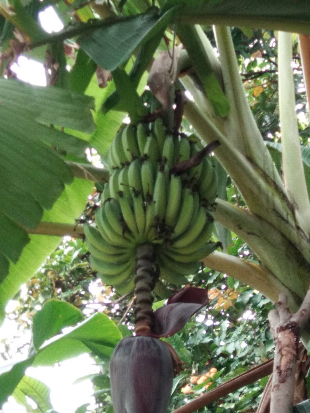 香蕉(图3)
